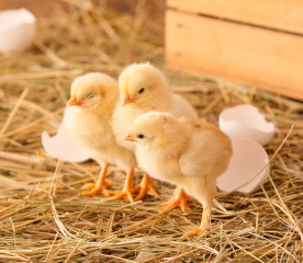 Hatching Chicks: A Beginner’s Guide to Success