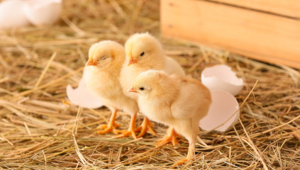 Hatching Chicks: A Beginner’s Guide to Success