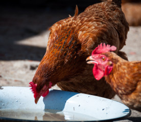 Helping Chickens Recover From the Heat: 8 Vital Tips