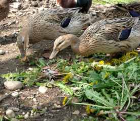 Herbs for Ducks: 5 Beneficial Plants