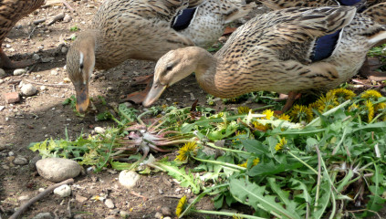 Herbs for Ducks: 5 Beneficial Plants