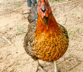 How to Make Money with Chickens: Top 5 Ways