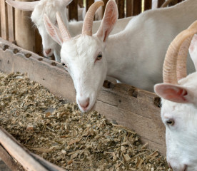 Feeding Goats: A Beginner’s Guide