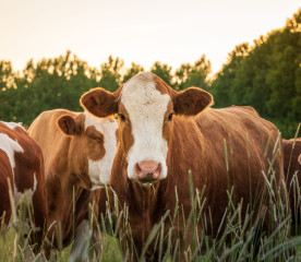 Livestock First Aid Kit Supplies Every Farmer Needs