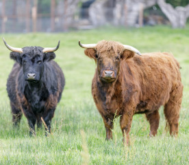 Miniature Cattle: 5 Breeds for Small Farms
