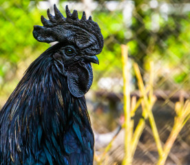10 Most Expensive Chicken Breeds in the U.S.