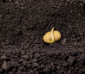 Parts of a Seed: Anatomy, Functions and Germination