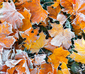 Plant Dormancy: How Plants Prepare for Winter