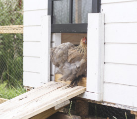 Chicken Coop Doors: Tips for Better Design & Easy Access