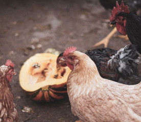 Can Chickens Eat Pumpkins? Feeding Tips & Benefits