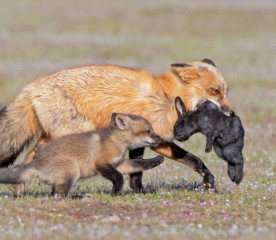 Rabbit Predators: 6 Common Threats