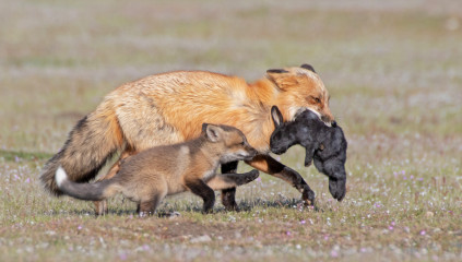 Rabbit Predators: 6 Common Threats