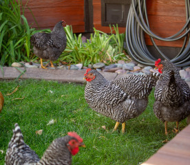 Raising Chickens in the City: What You Need to Know