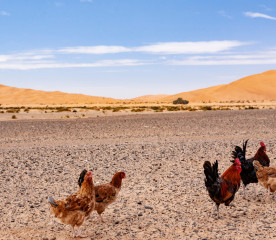 Chickens in the Desert: 8 Strategies for Success