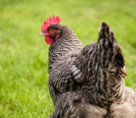 Rare Heritage Chicken Breeds Worth Knowing