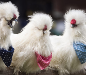 Red, White and Blue Chicken Breeds for Patriotic Flocks