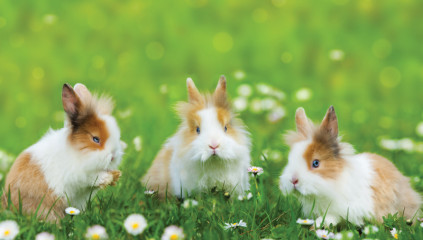 3 Reasons Urban Rabbits Are Perfect for Small Farms