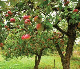 How to Plant an Orchard: Fruit and Nut Tree Tips