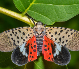 Spotted Lanternfly Control: Essential Tips for Hobby Farmers