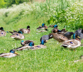 Summertime Duck Treats: 7 Healthy Options