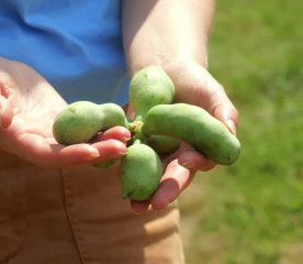 How to Plant Pawpaw Trees This Fall (and Get Them to Fruit)