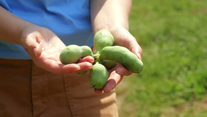 How to Plant Pawpaw Trees This Fall (and Get Them to Fruit)