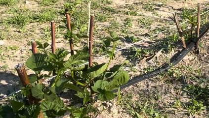 Brambles: Spring Care Tips for Raspberries & Blackberries