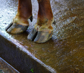 What Are Hooves Made Of?