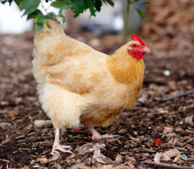 What Chickens Lay Pink Eggs: 7 Breeds to Consider