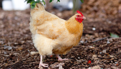 What Chickens Lay Pink Eggs: 7 Breeds to Consider