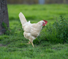 What Chickens Lay White Eggs: 8 Breeds to Know
