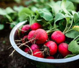 What to Plant in August: 4 Fast-Growing Garden Crops