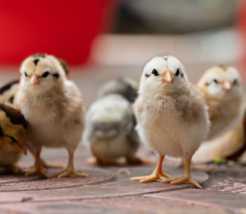 When Can Chicks Go Outside? Summer Safety Guide