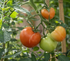 Why Are My Tomatoes Splitting?