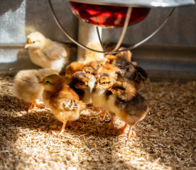 Why Do Baby Chicks Die? Causes and What to Do