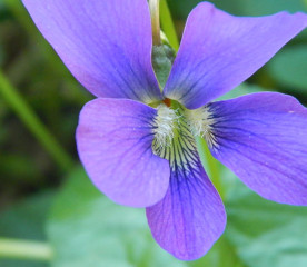 Things to Do With Violets: Crafts, Recipes & Uses