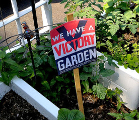 Victory Gardens: History, Tips and Modern Inspiration