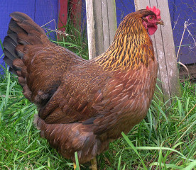 Welsummer Chicken: Eggs, Temperament and Care