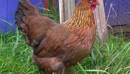 Welsummer Chicken: Eggs, Temperament and Care