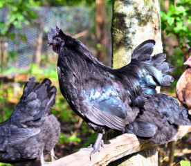 Black Chickens: Popular and Perfect for Spooky Season