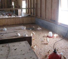 12 Chick Brooder Mistakes to Avoid