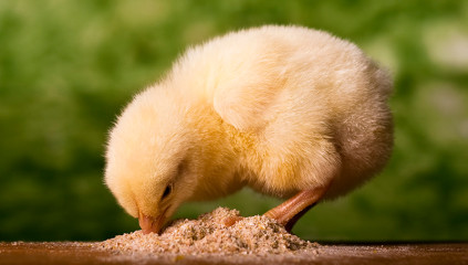What to Feed Baby Chicks for Healthy Growth