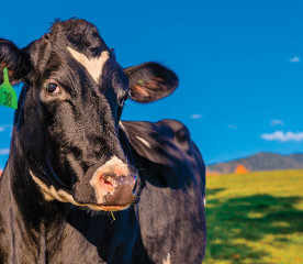 Nutrition Matters: What To Feed Your Cattle