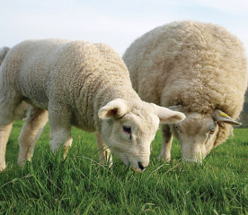 Sheep Nutrition Tips for Every Flock