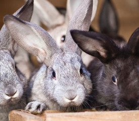 What Do Rabbits Eat? A Complete Feeding Guide