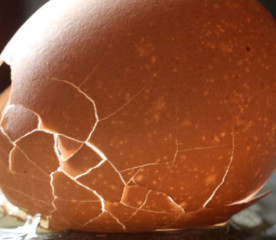 Thin Eggshells: Causes, Prevention & Treatment