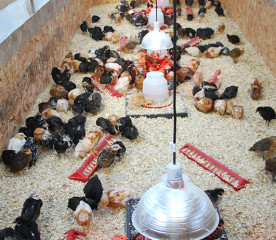 Brooding Chicks for Beginners: 8 Tips for Success