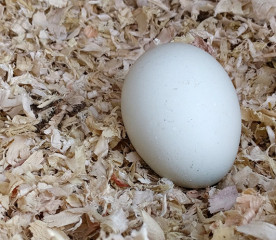 Chicken Chores: Your Easy-to-Follow Guide