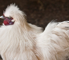 Broody Chicken Breeds Great for Hatching Eggs