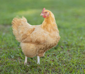 Catalana Chicken: Rare Dual-Purpose Breed Guide